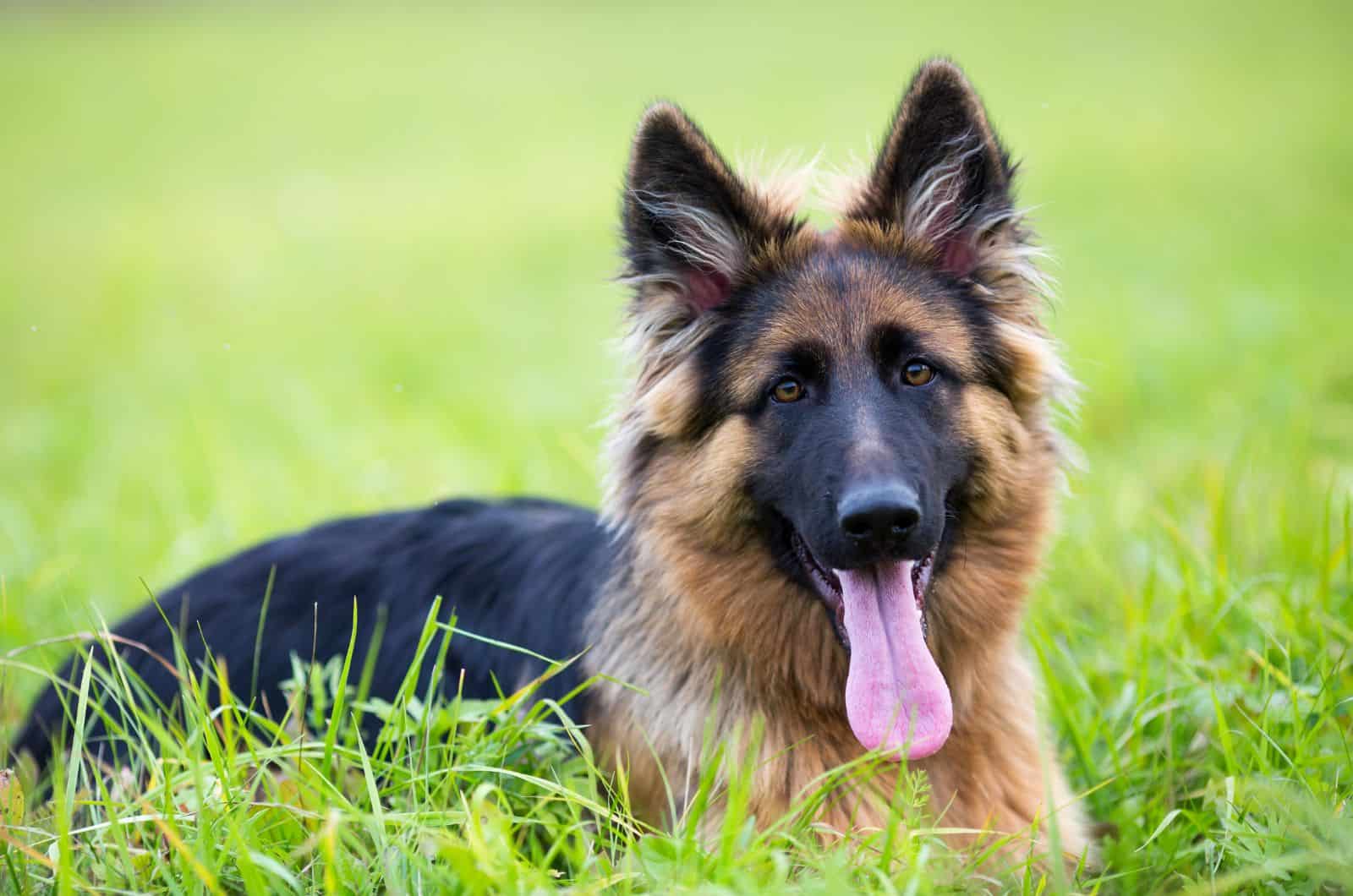 Long Haired German Shepherd sitting on grass