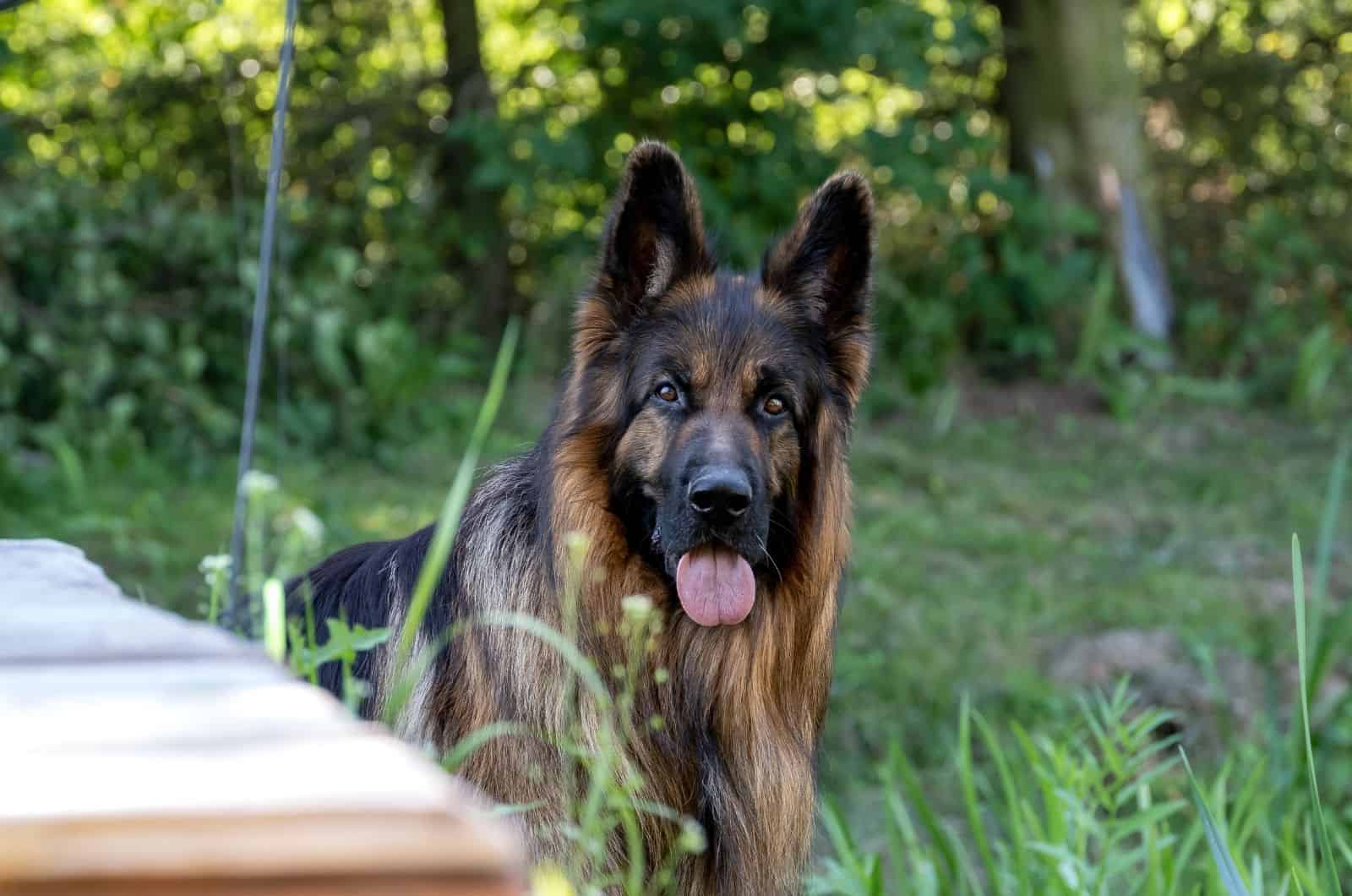 Long Haired German Shepherd sitting outside