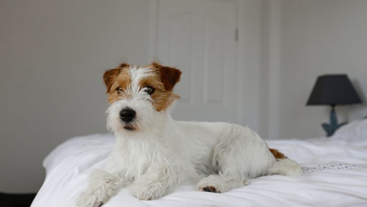 Long-Haired Jack Russell Terrier: Is There Such A Thing?