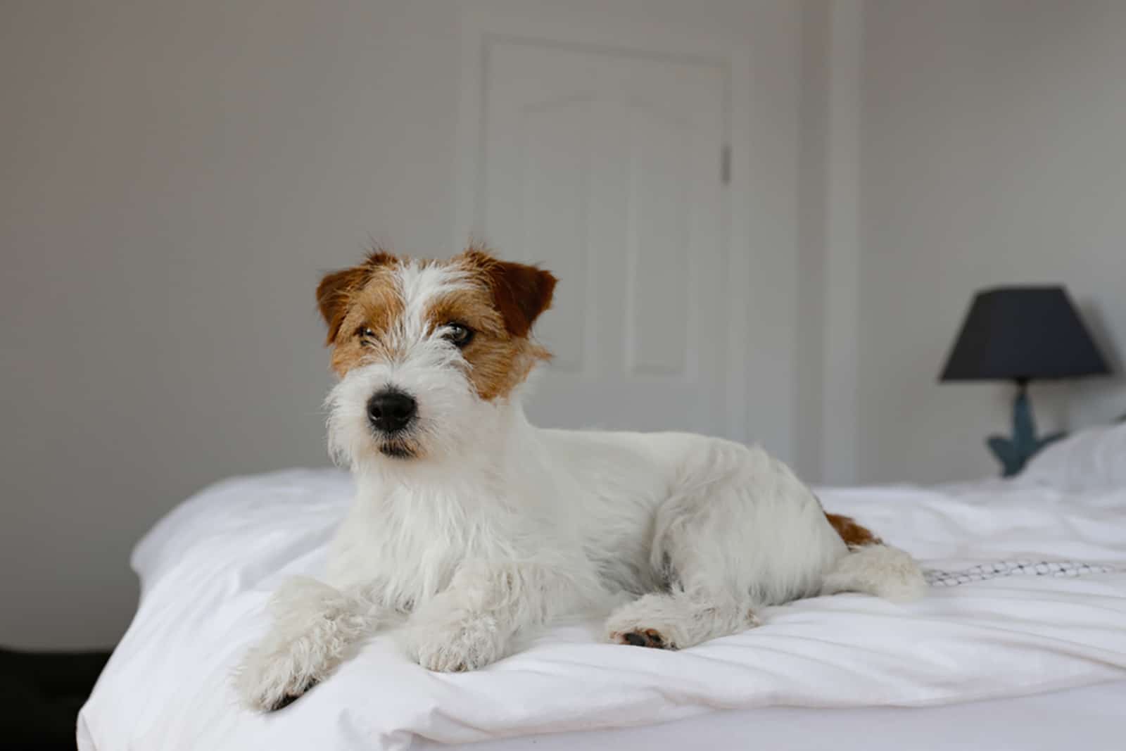 long haired jack russell terrier on the bed