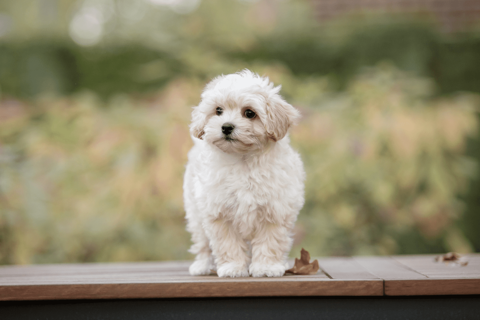 Maltipoo puppy standing on a chair