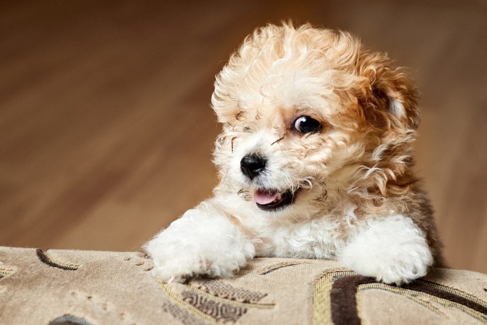 Top Maltipoo And Teacup Maltipoo Breeders From USA