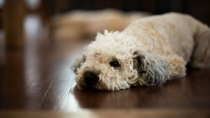 Meet 8 Best Whoodle Breeders From Across The States
