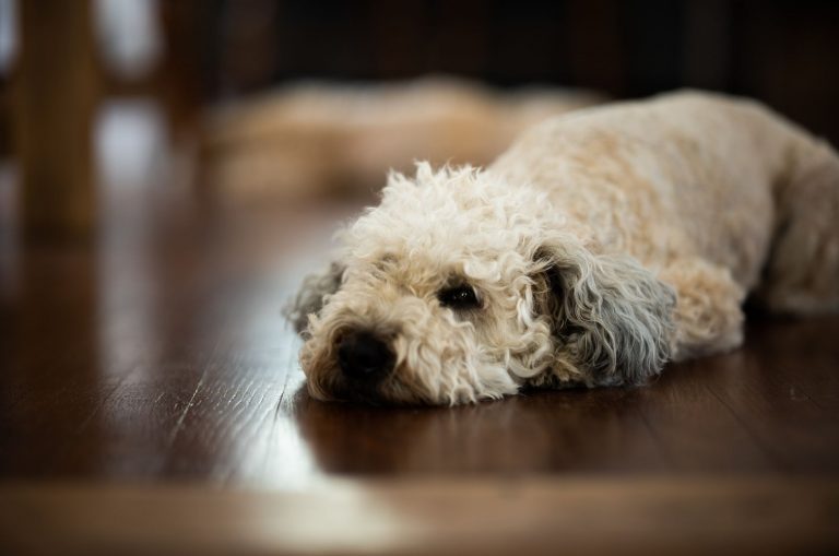 Whoodle lying on floor