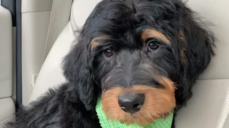 Rottweiler Poodle Mix: A Blend Of Strength And Silliness