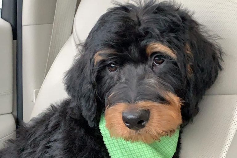 cute rottie doodle dog