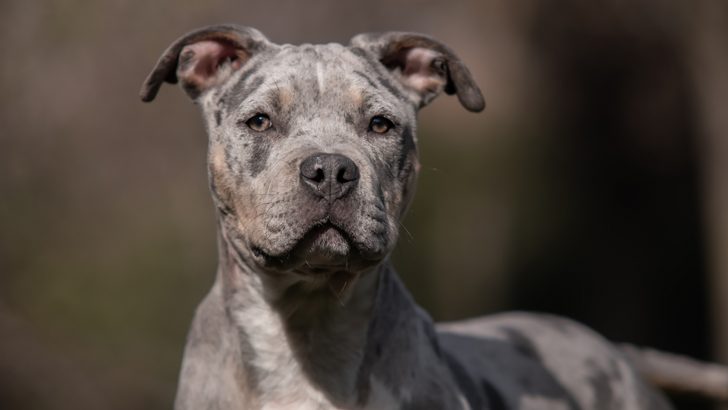 Merle American Bully: What Are They & Why Are They Special?