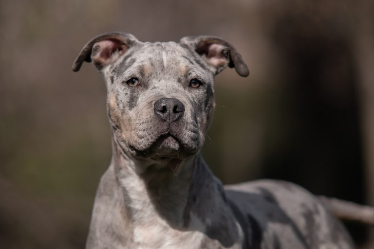 merle american bully