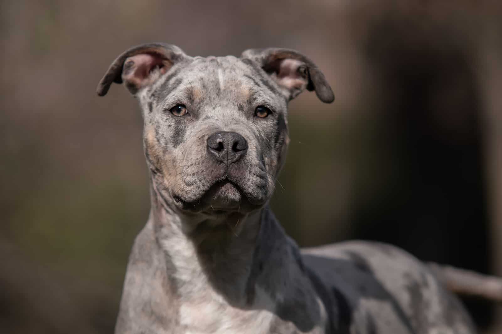 Merle American Bully: What Are They & Why Are They Special?