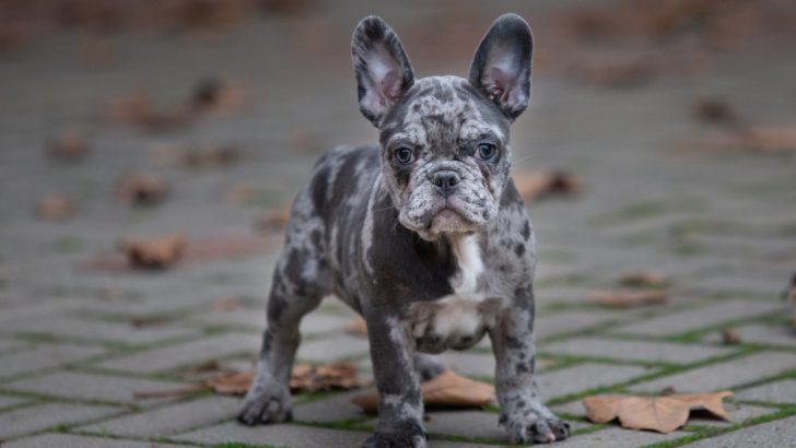 Merle French Bulldog: Facts About The Mottled Charmer