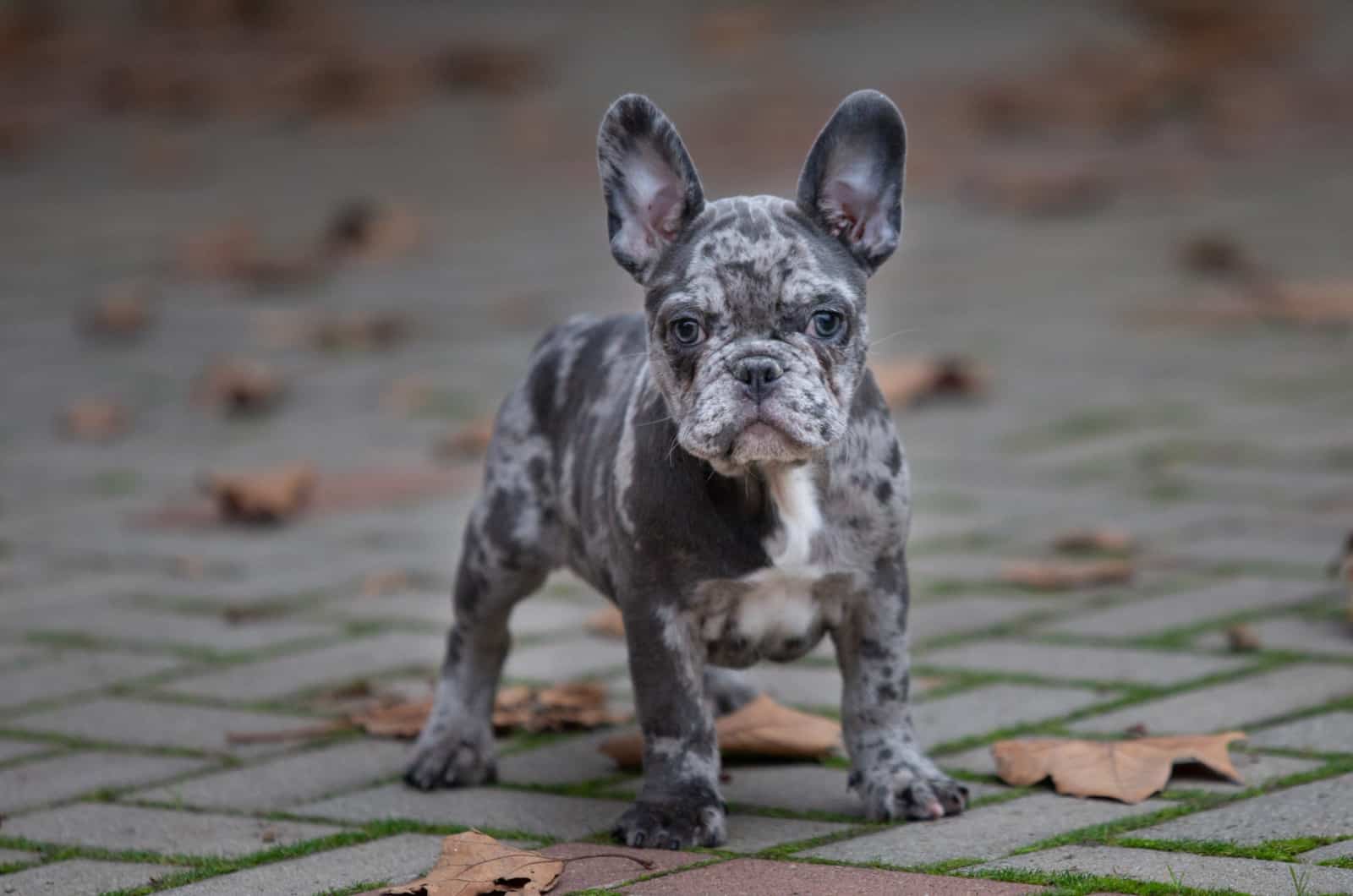 merle french bulldog