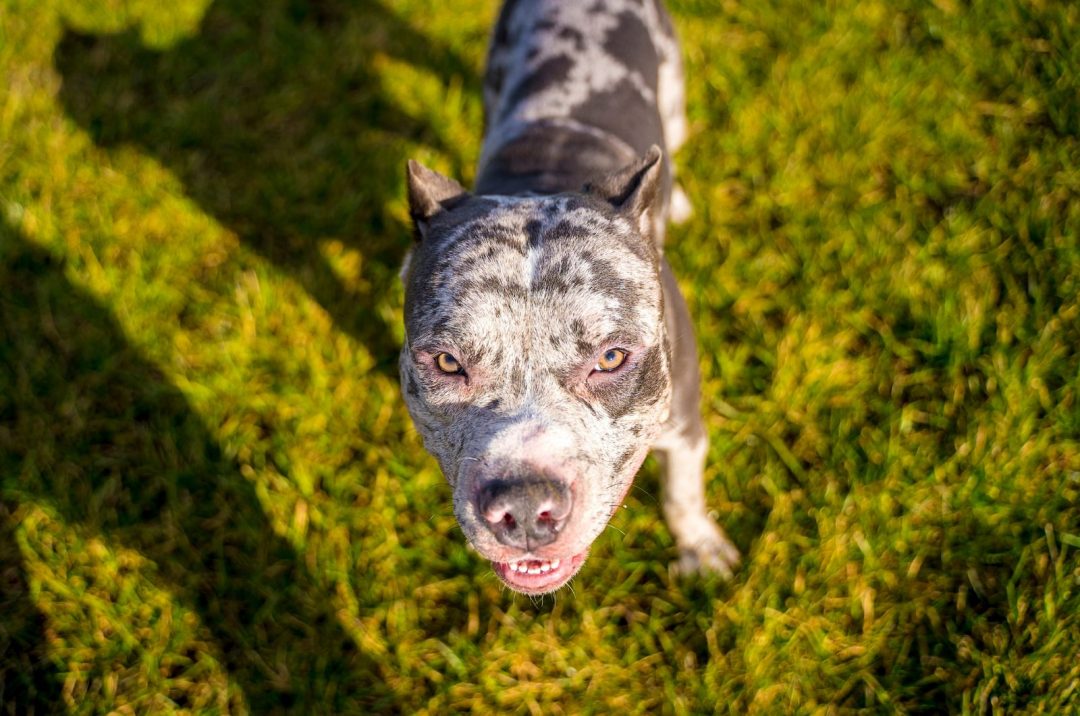 What Is A Merle XL Bully And Should You Get One?