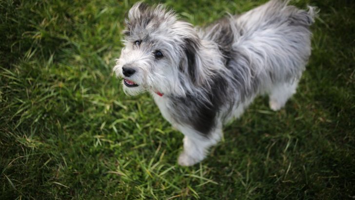 Mini Aussiedoodle: Miniature Is Always Cuter