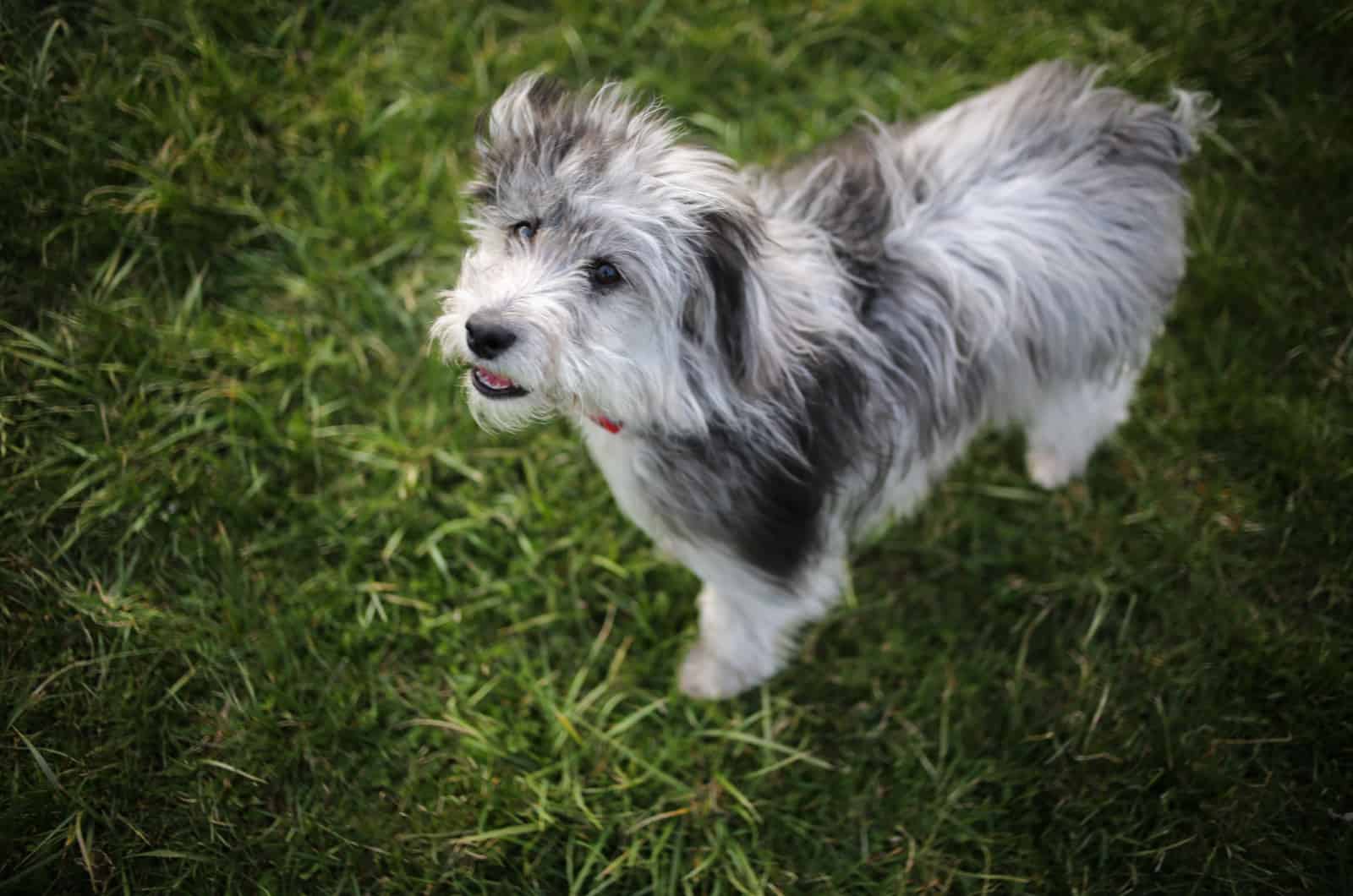 mini aussiedoodle