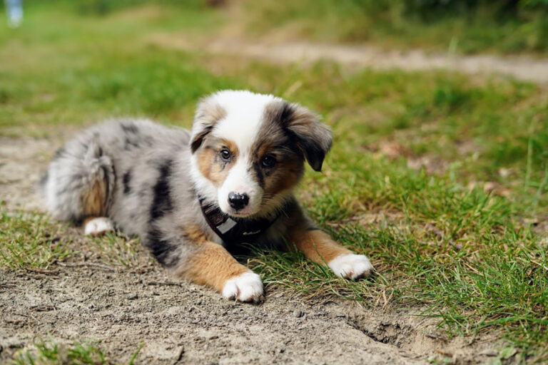 mini australian shepherd dog