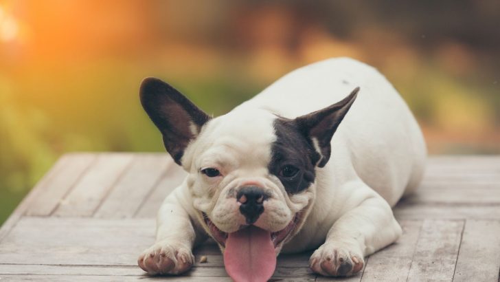 Mini French Bulldog And Why Should You Get One