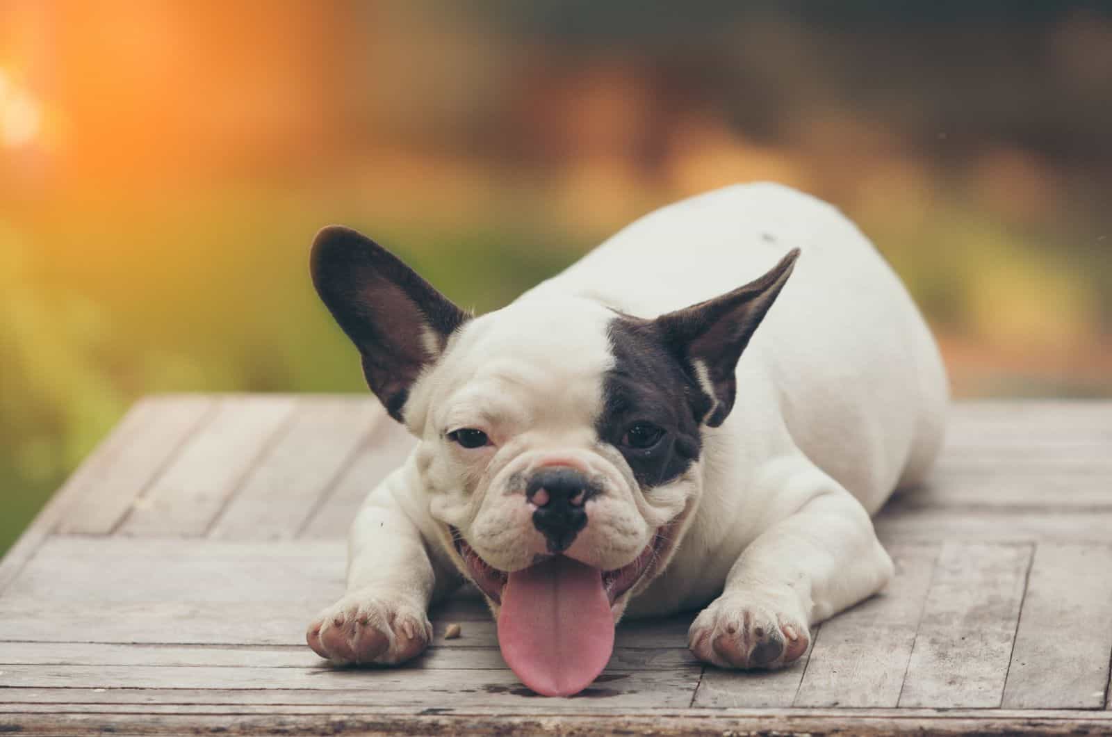 Mini French Bulldog posing for photo