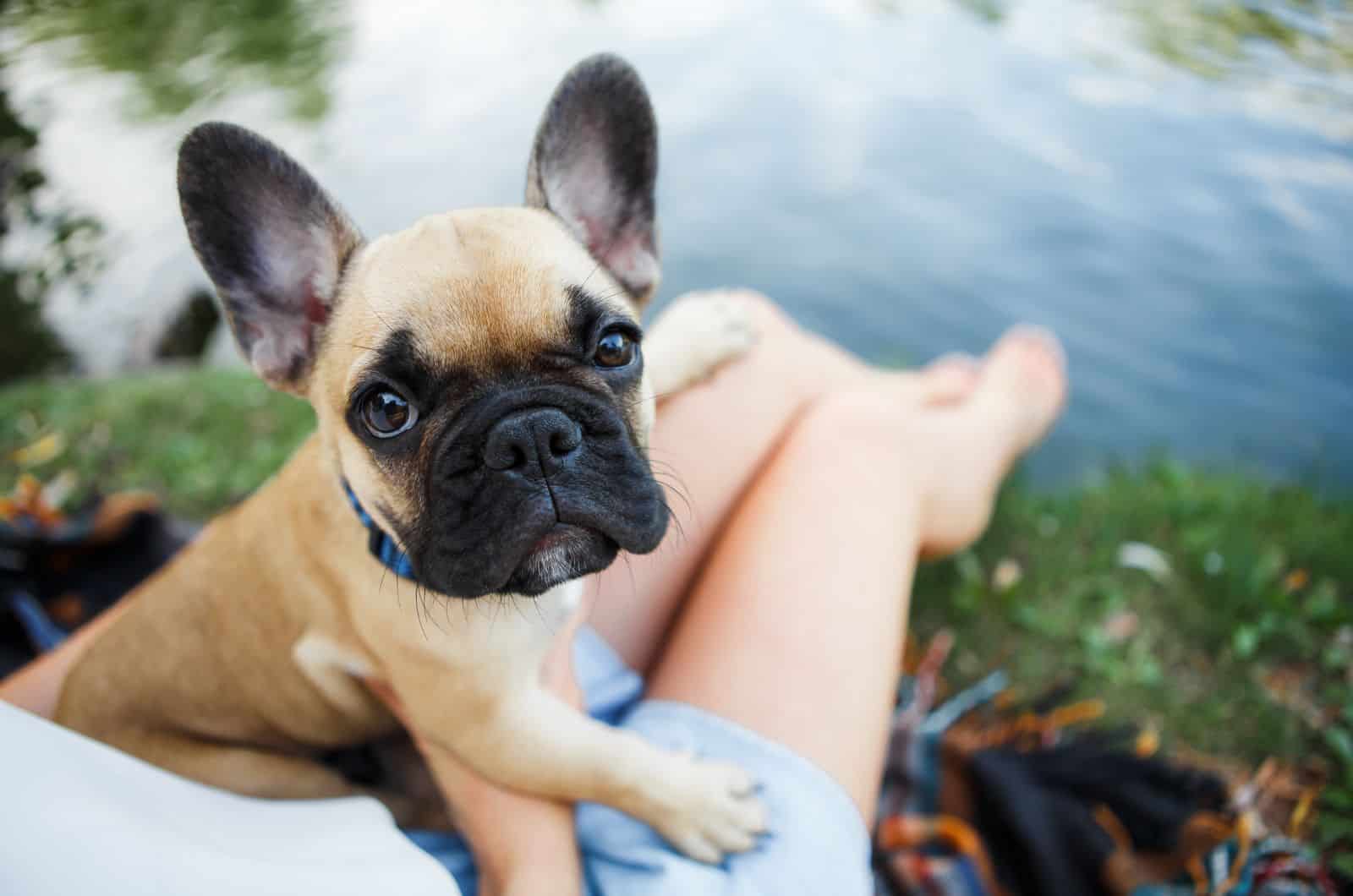 Mini French Bulldog in owner's lap