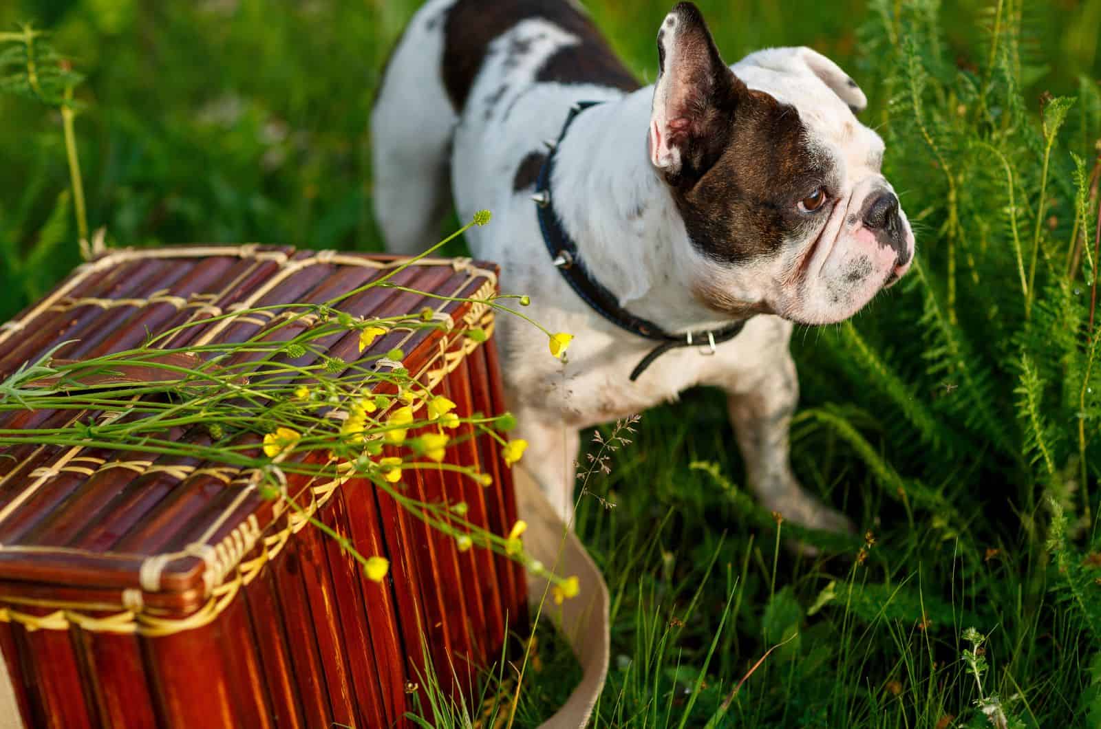 Mini French Bulldog posing for photo