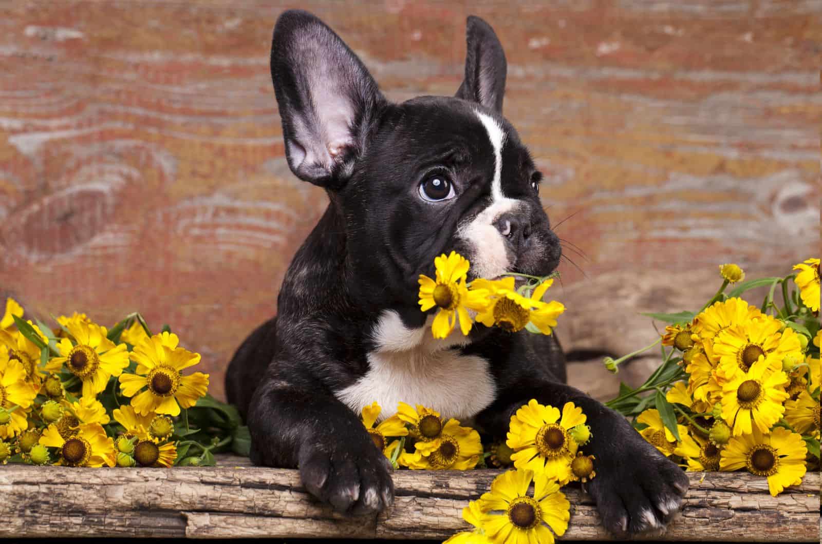 Mini French Bulldog posing with flowers