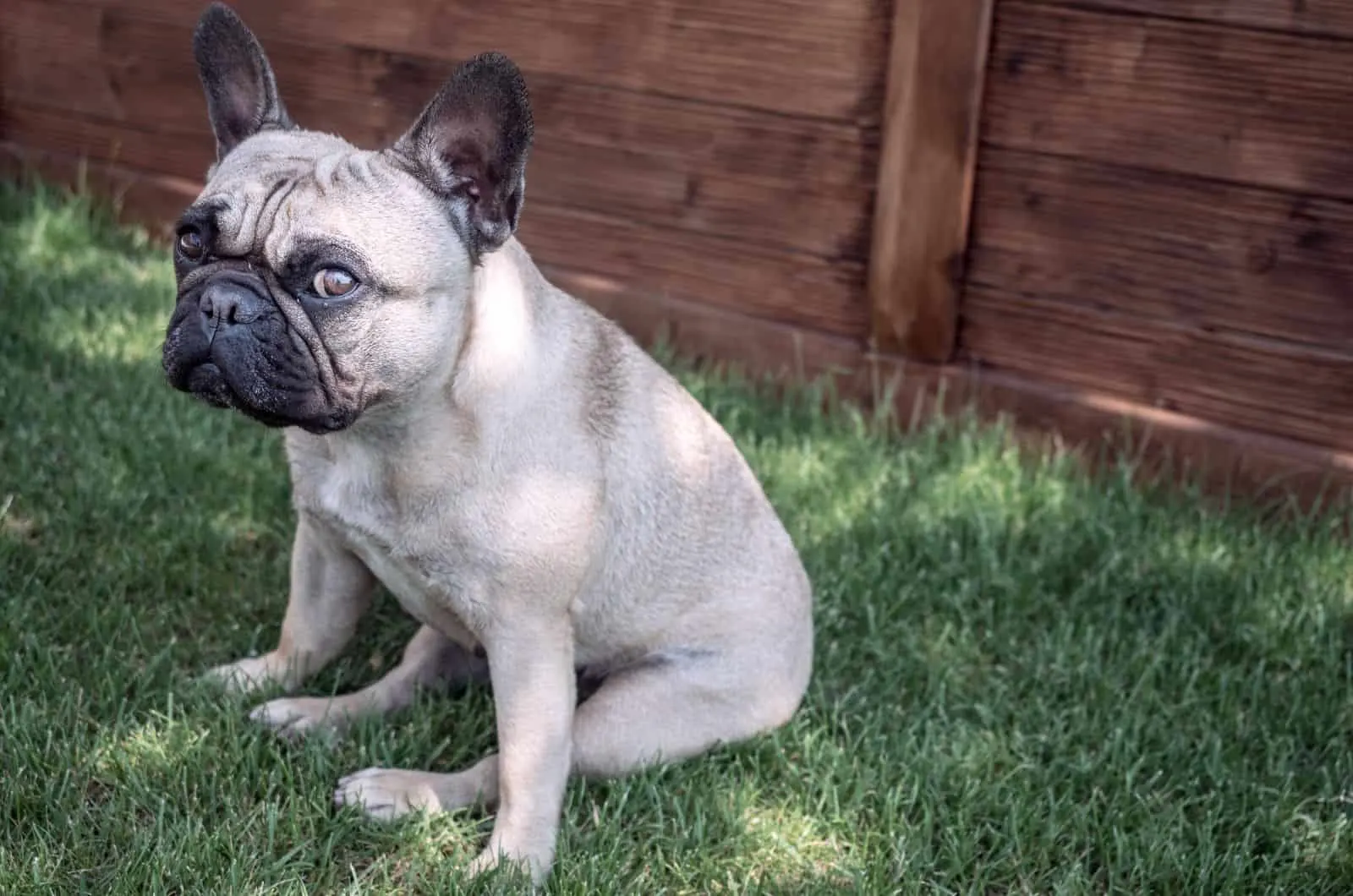 Mini French Bulldog sitting on grass