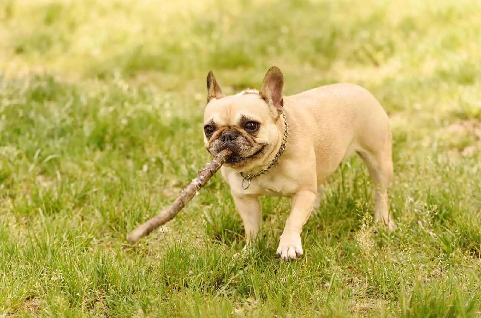 Mini French Bulldog with stick