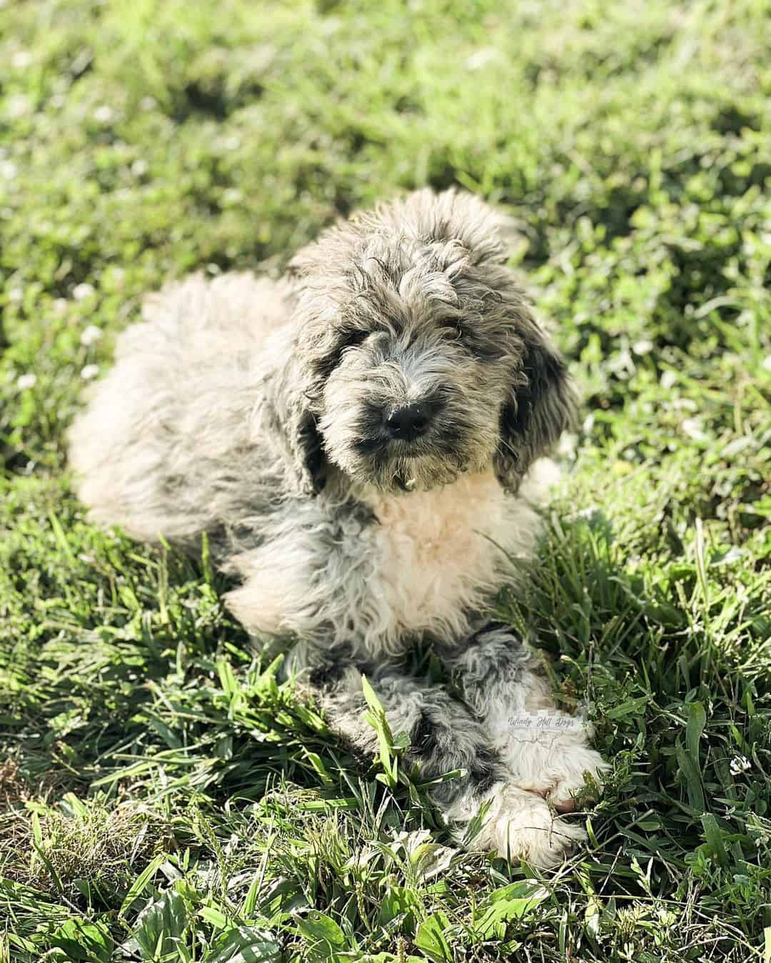 Mini Newfypoo lying on the grass