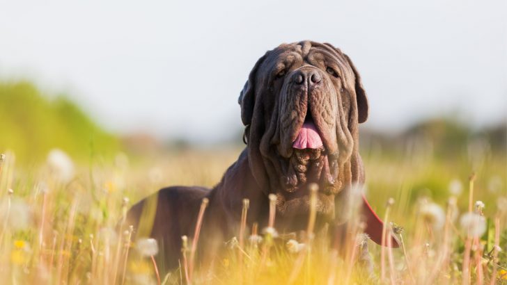 Neapolitan Mastiff Breeders: 8 Tastes Of Italy