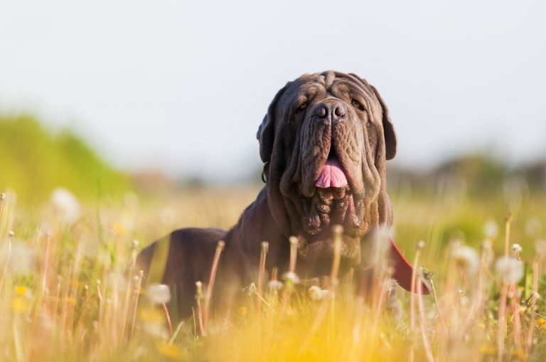 neapolitan mastiff