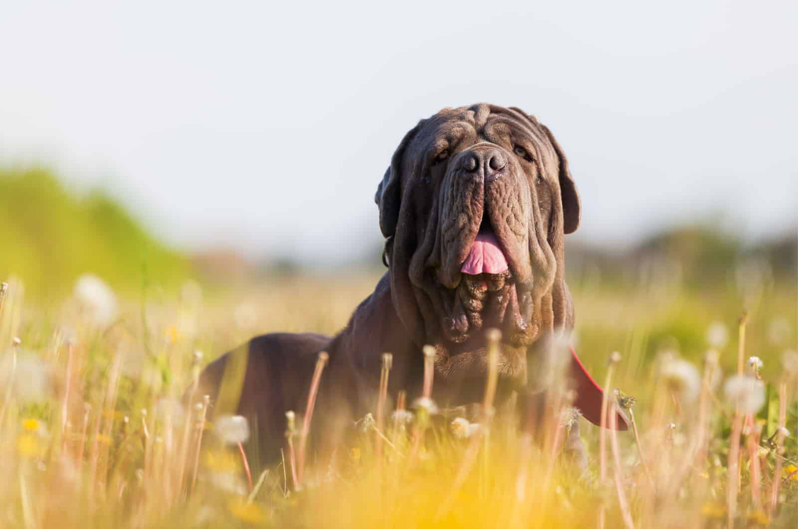 Neapolitan Mastiff Breeders: 8 Tastes Of Italy