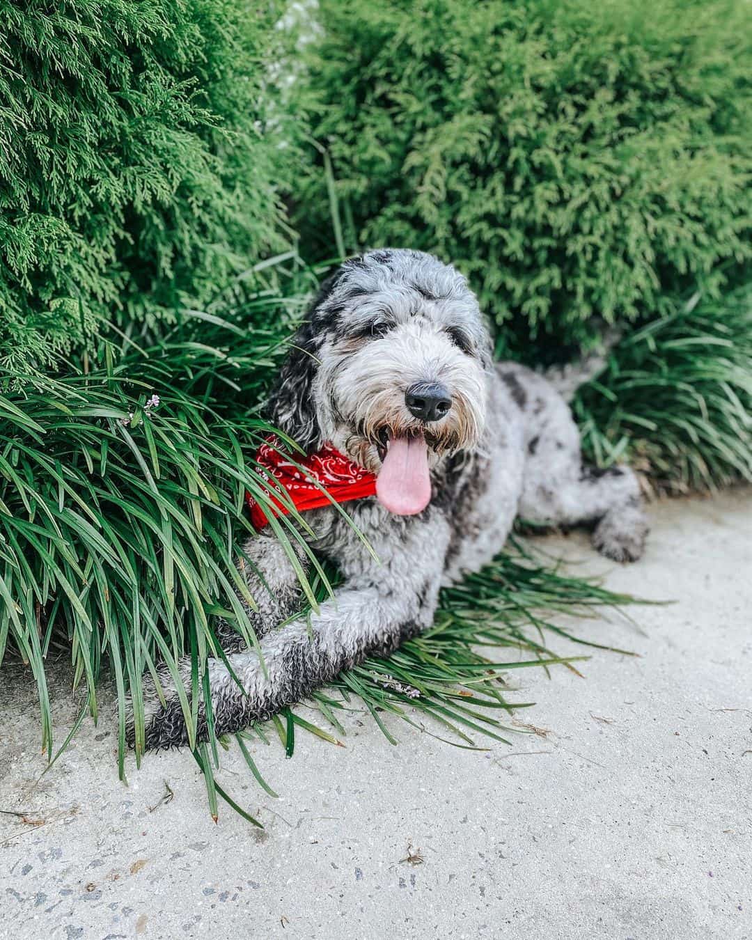 Newfypoo lying outside