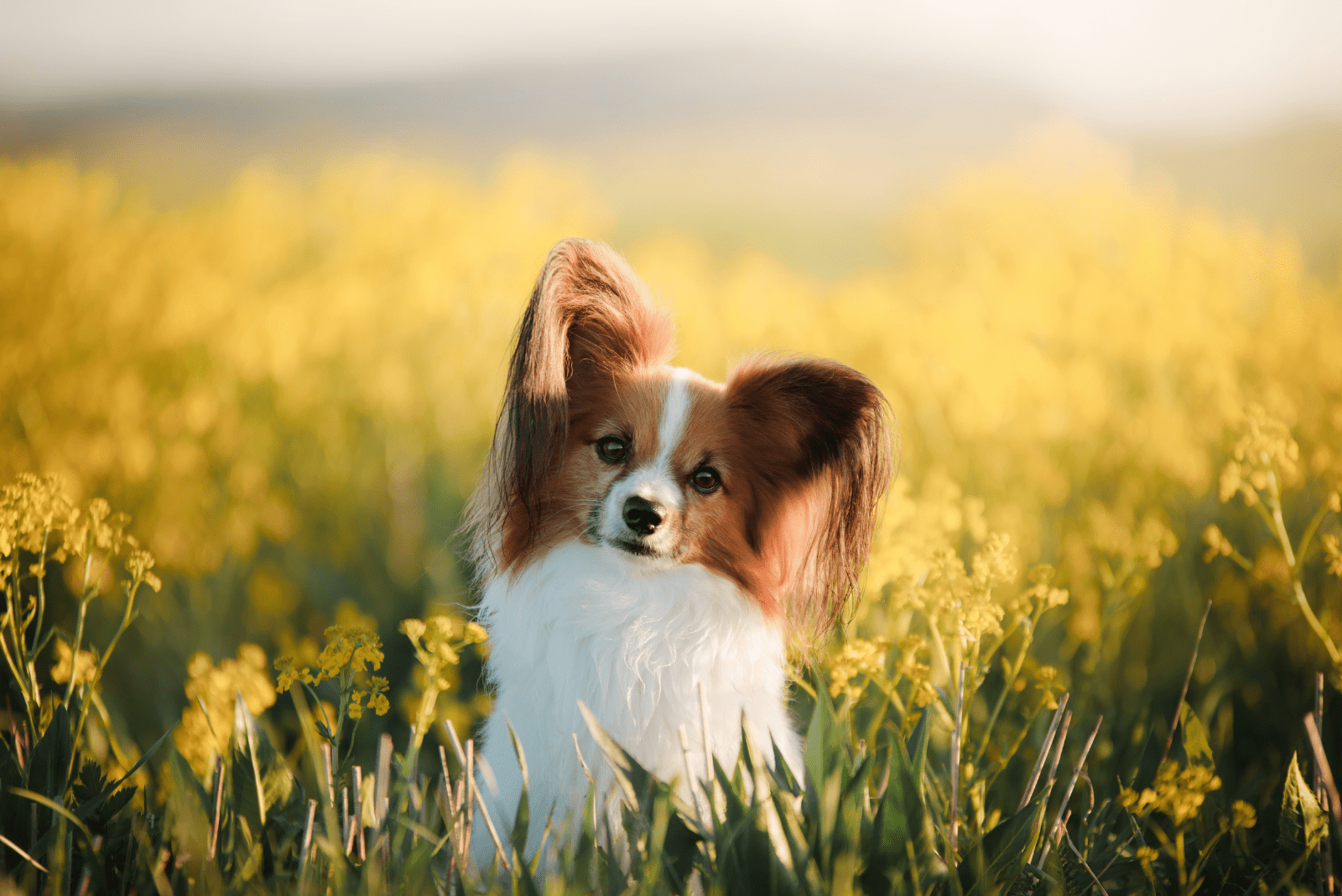 Papillon is sitting in the grass