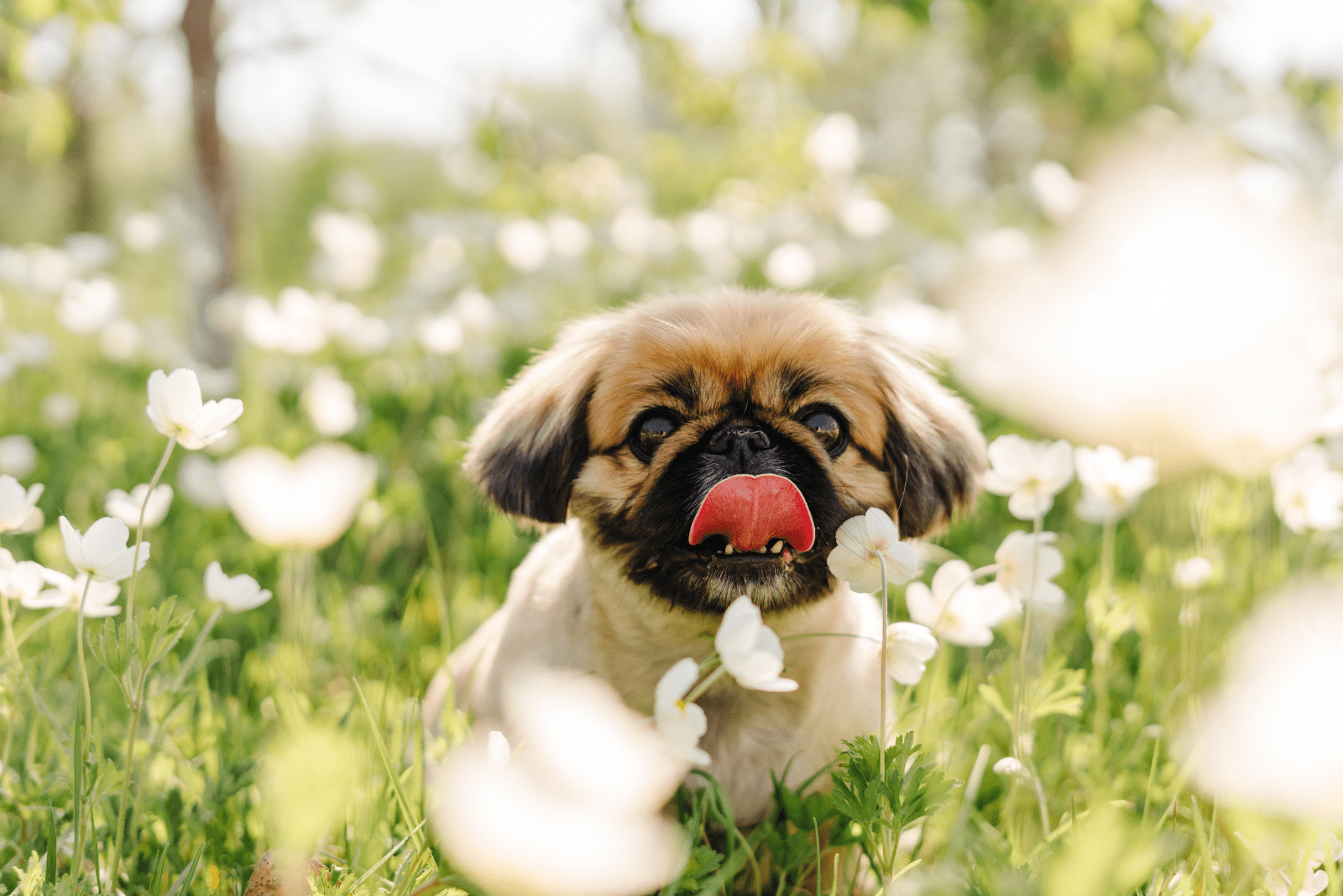 Pekingese puppy enjoys a meadow full of flowers