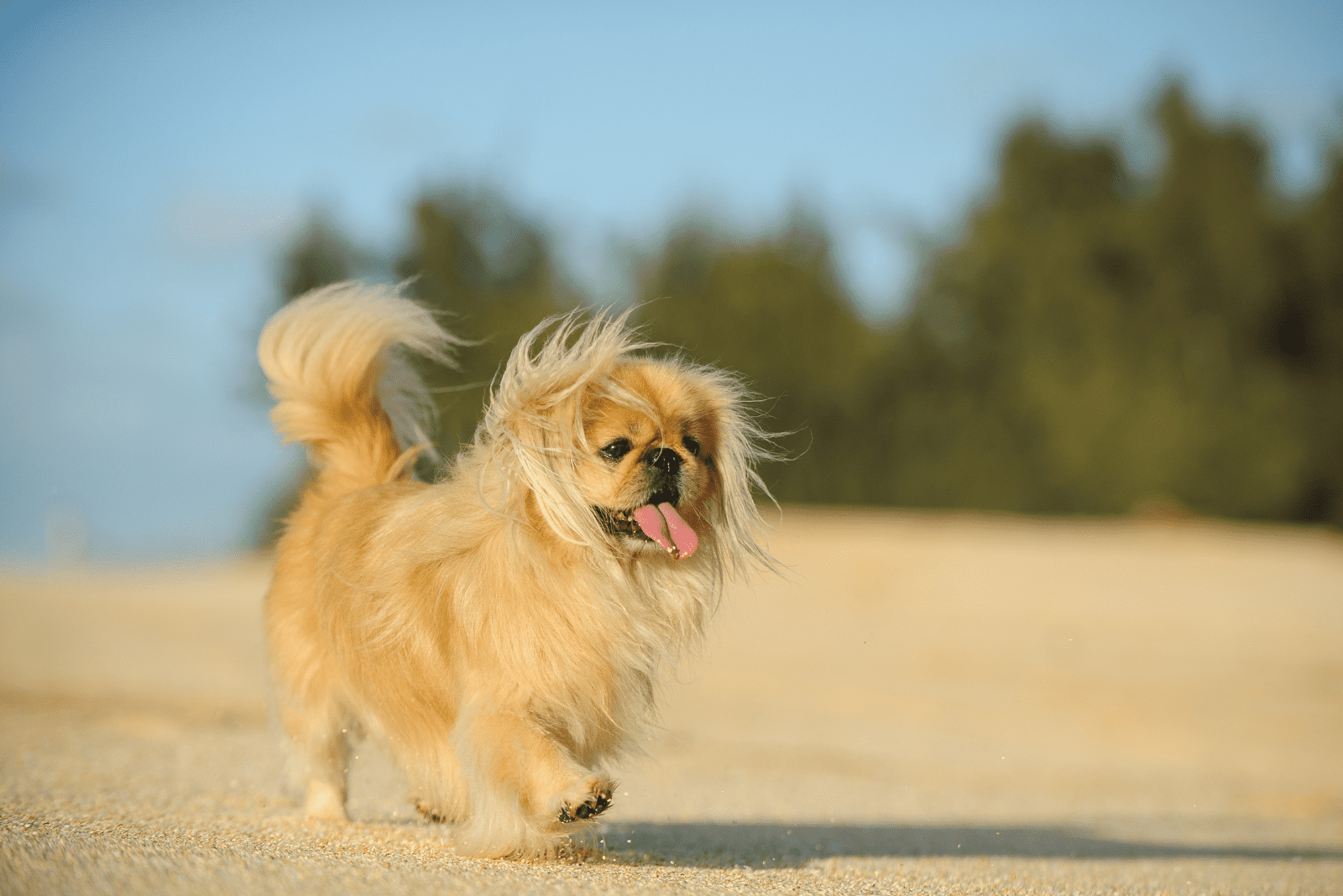 Pekingese puppy on the beach