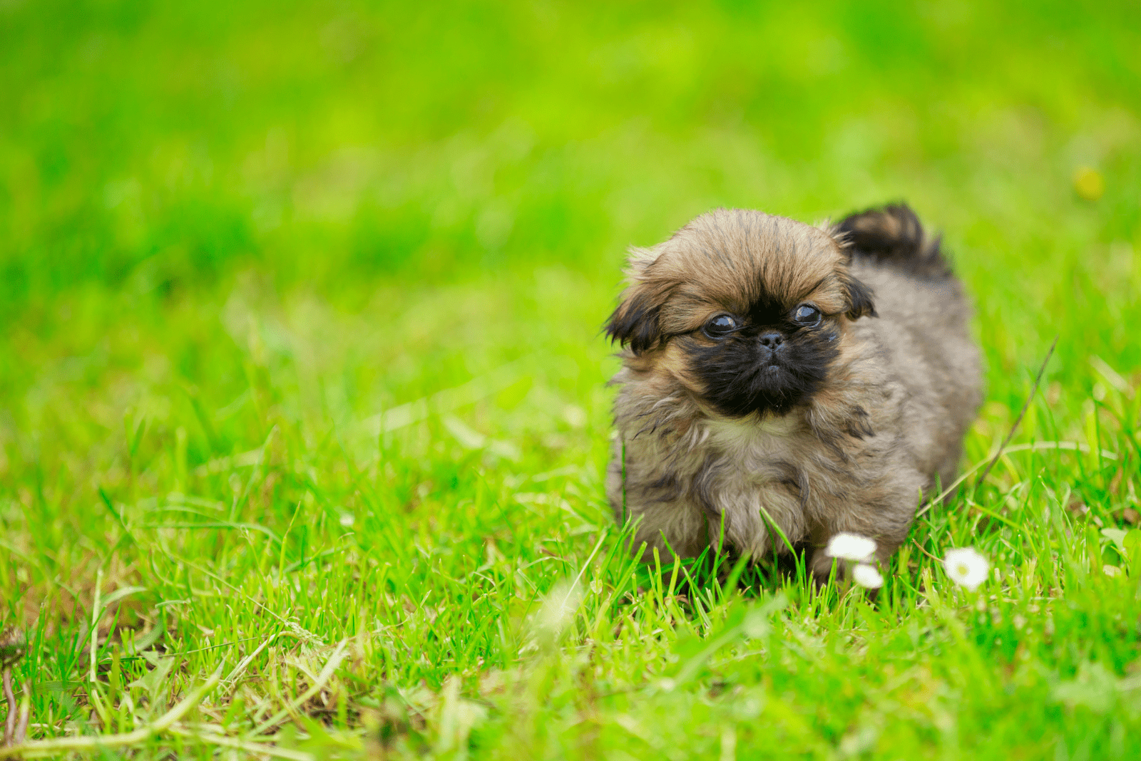 Pekingese puppy set around the garden