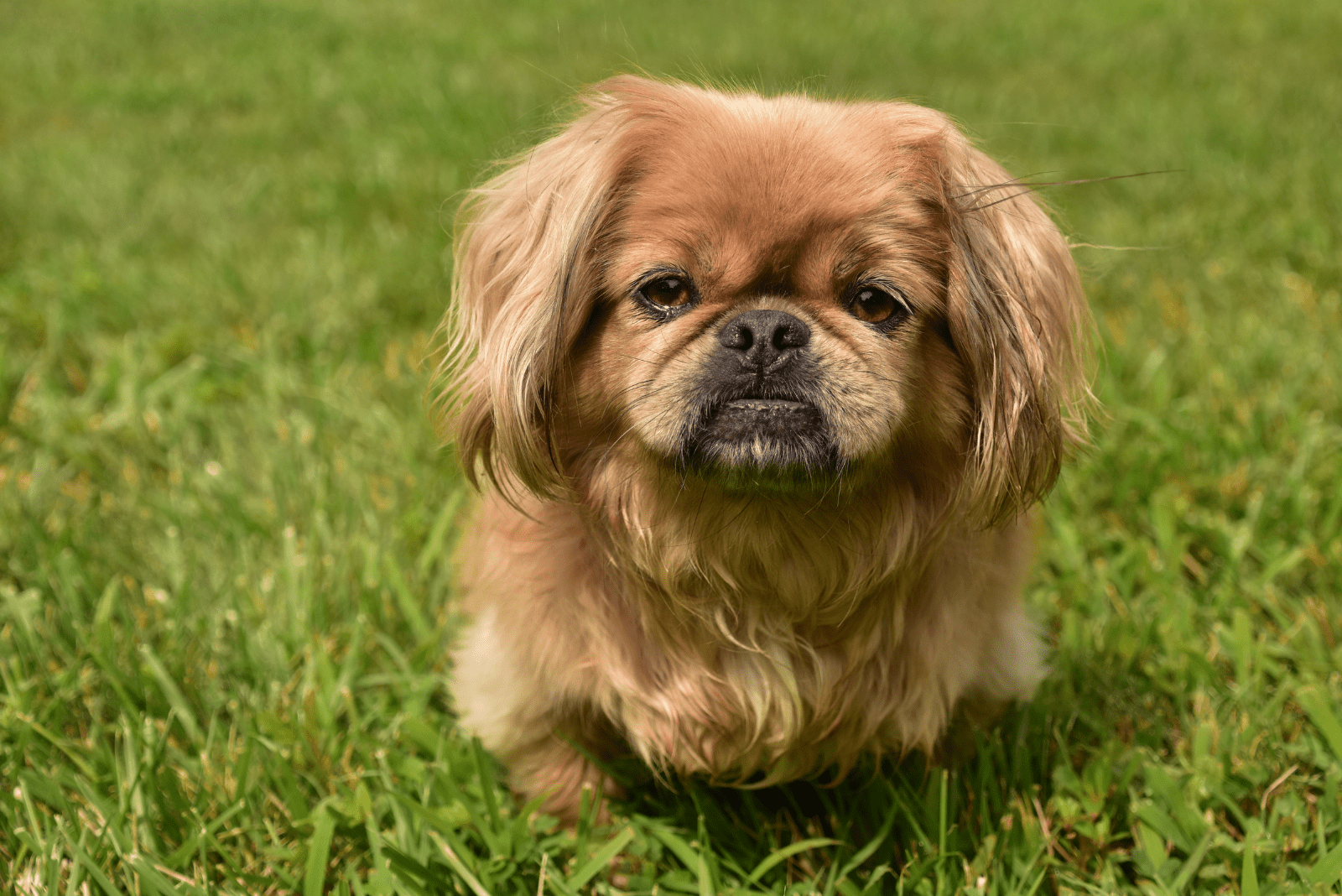 Pekingese puppy sitting on the grass and looking at the camera