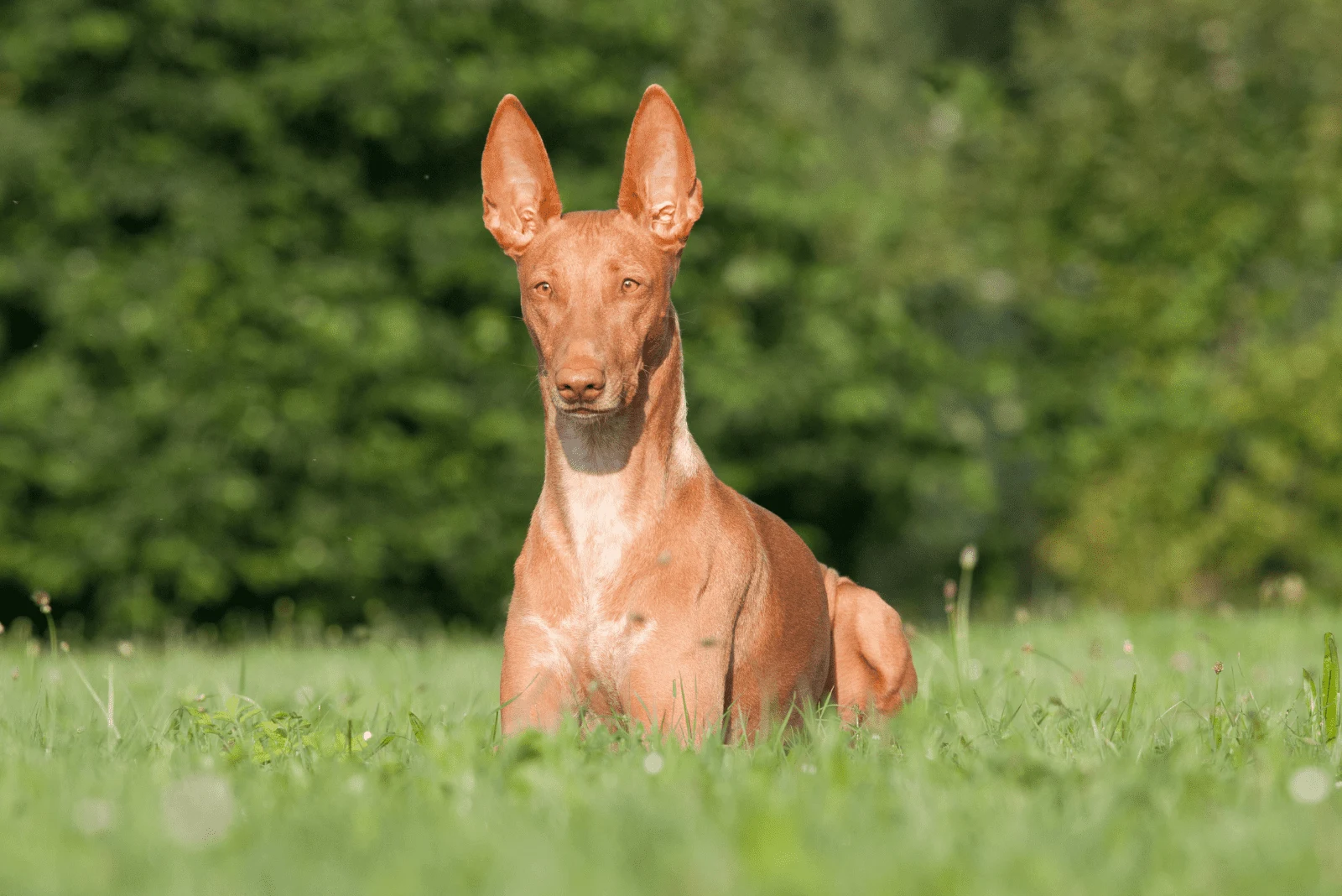 Pharaoh Hound is lying on the grass