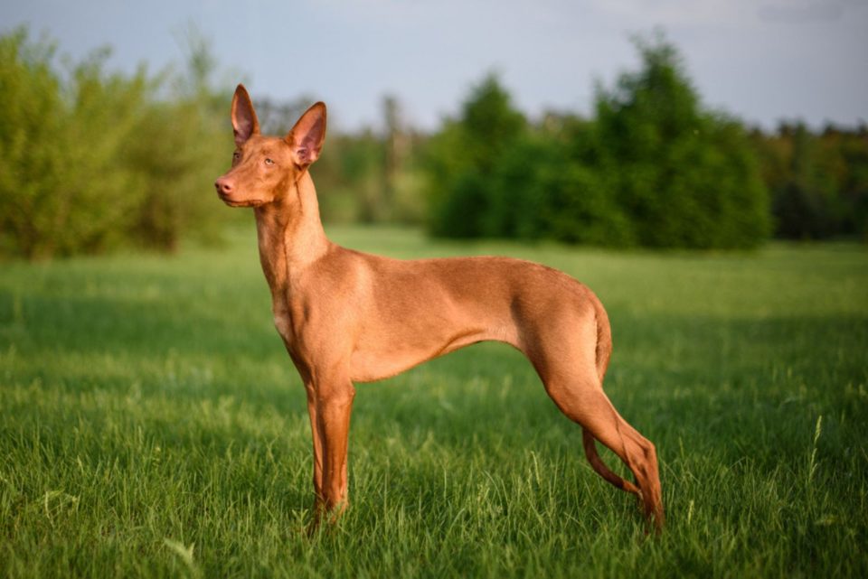 15 Best Tall Skinny Dog Breeds Let The Runway Begin