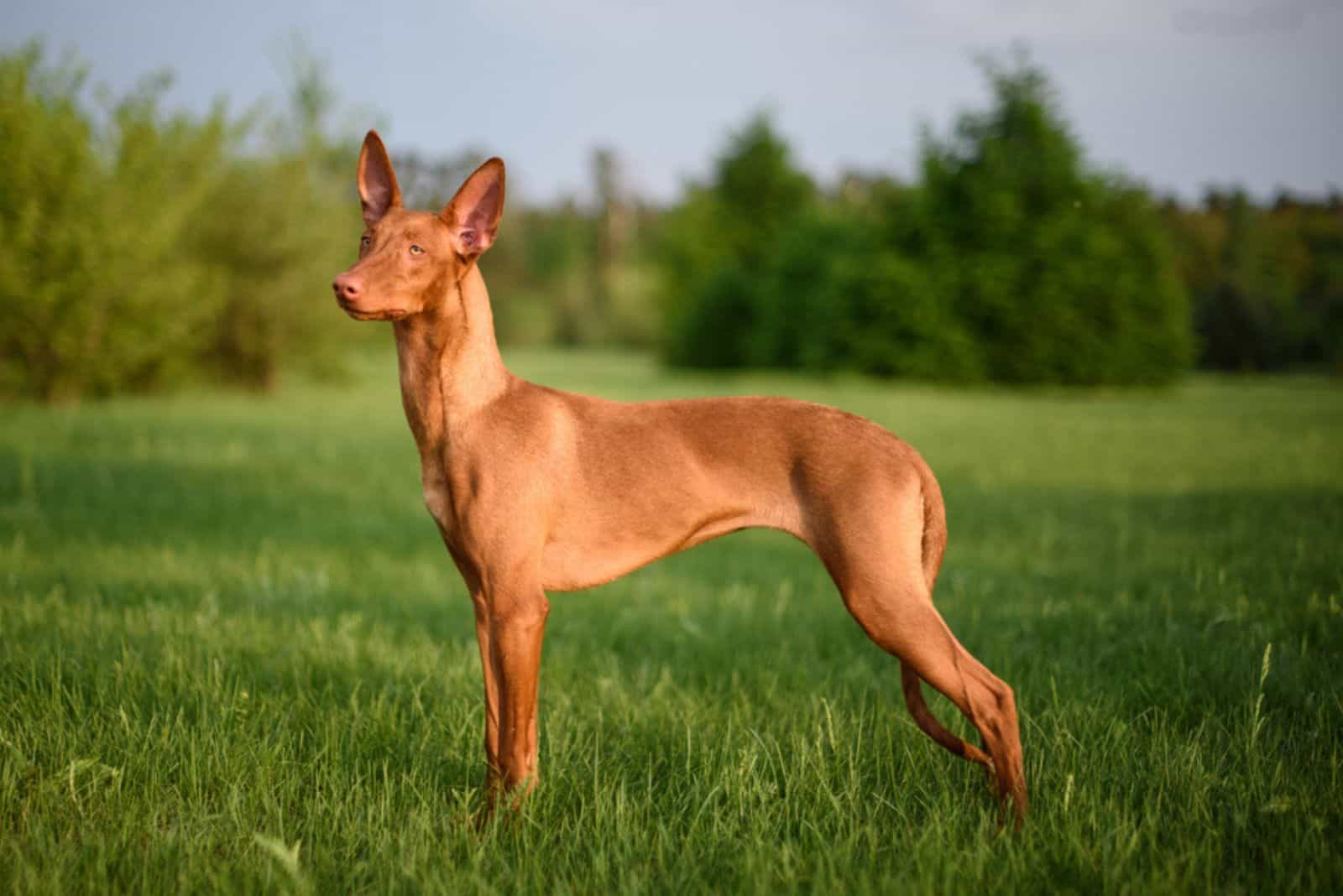 Pharaoh Hound outdoor