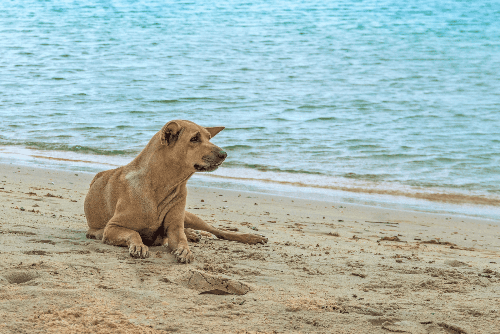 Phu Quoc Ridgeback lies on the beach