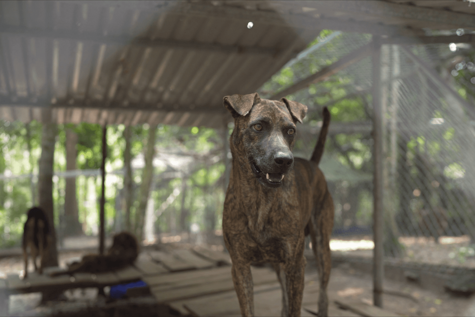 Phu Quoc Ridgeback stands and looks ahead