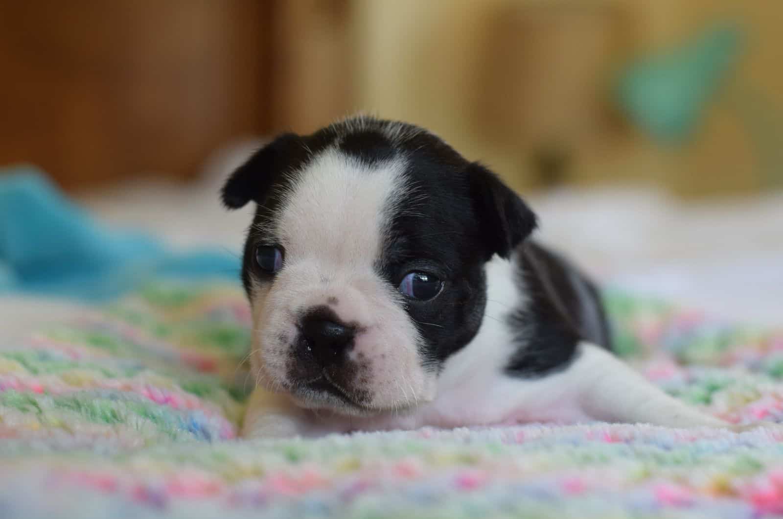 Pitbull Pug