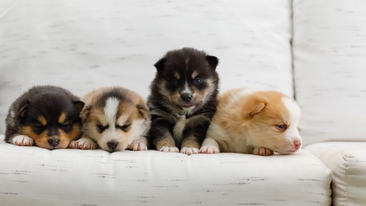 Pomsky Colors: 6 Shades Of Fluff