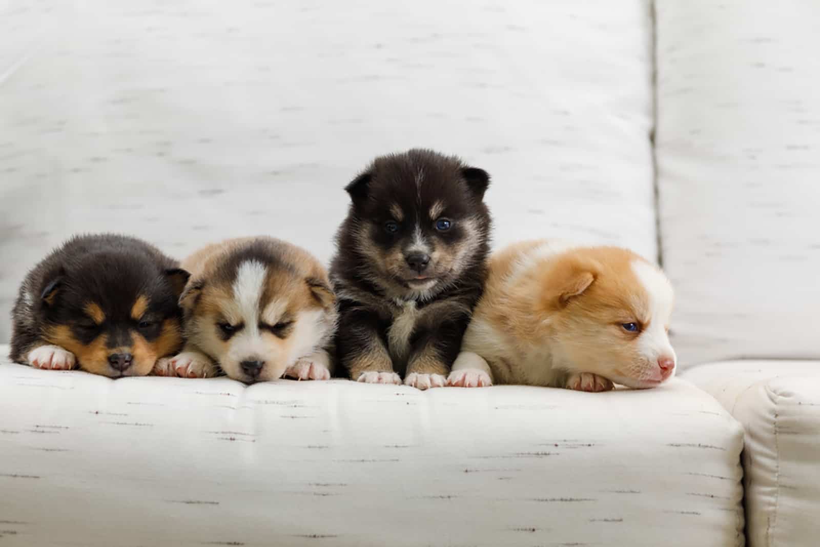 Pomsky Colors: 6 Shades Of Fluff