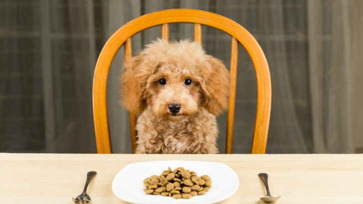 Poodle Feeding Chart: Maintaining The Ideal Weight