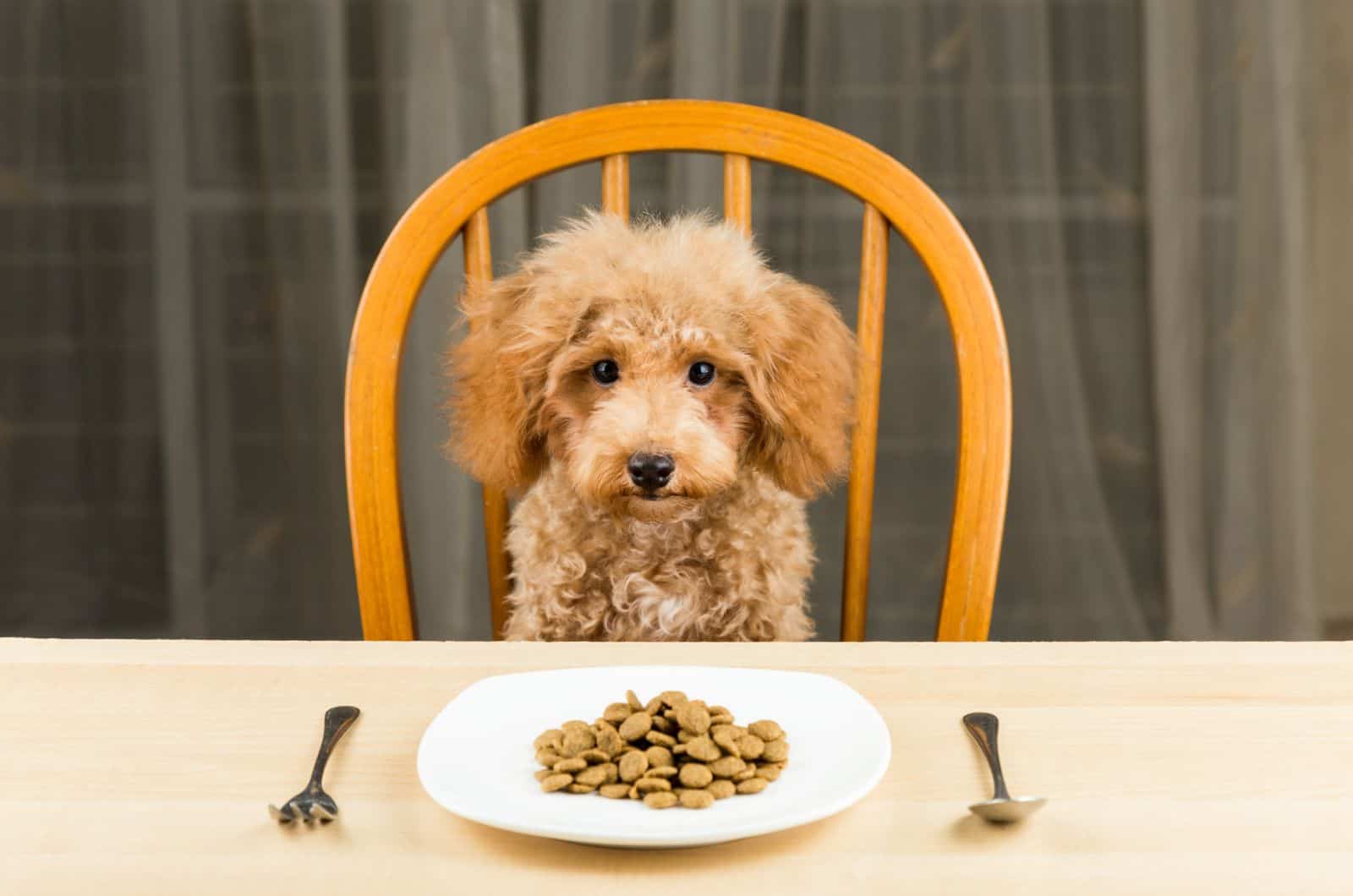Poodle sitting and waiting for food