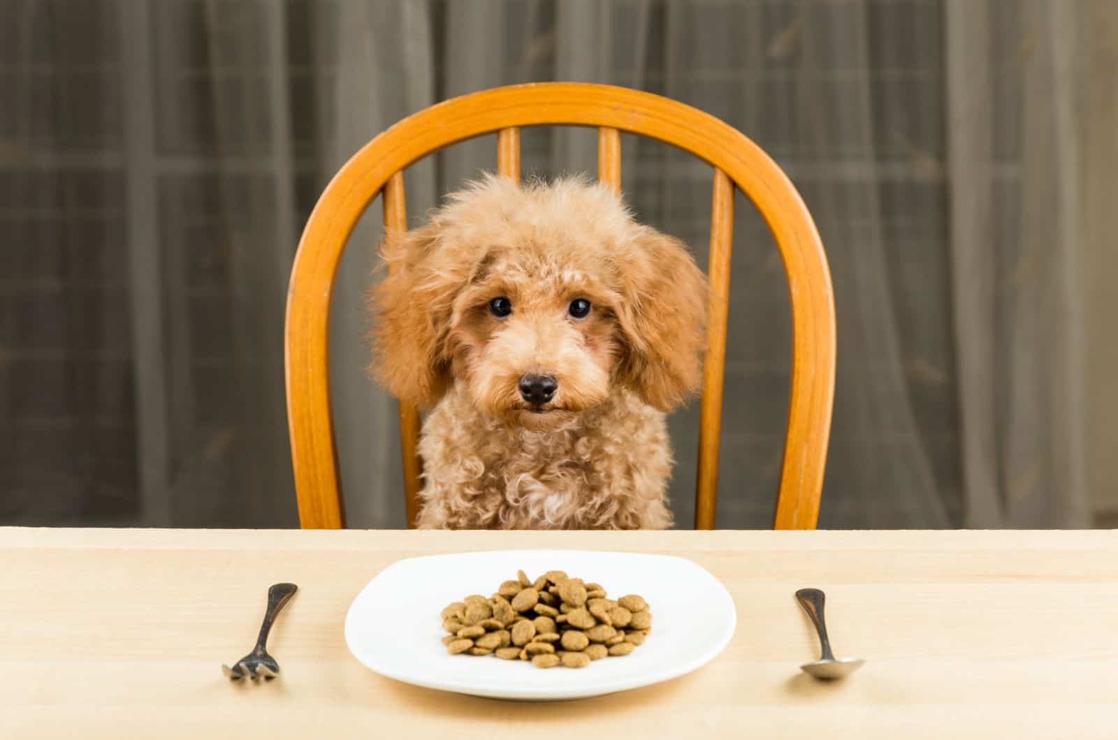 Poodle Feeding Chart: Maintaining The Ideal Weight