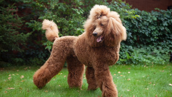 Poodle Tail Docking Depends On The Style You’re Rocking