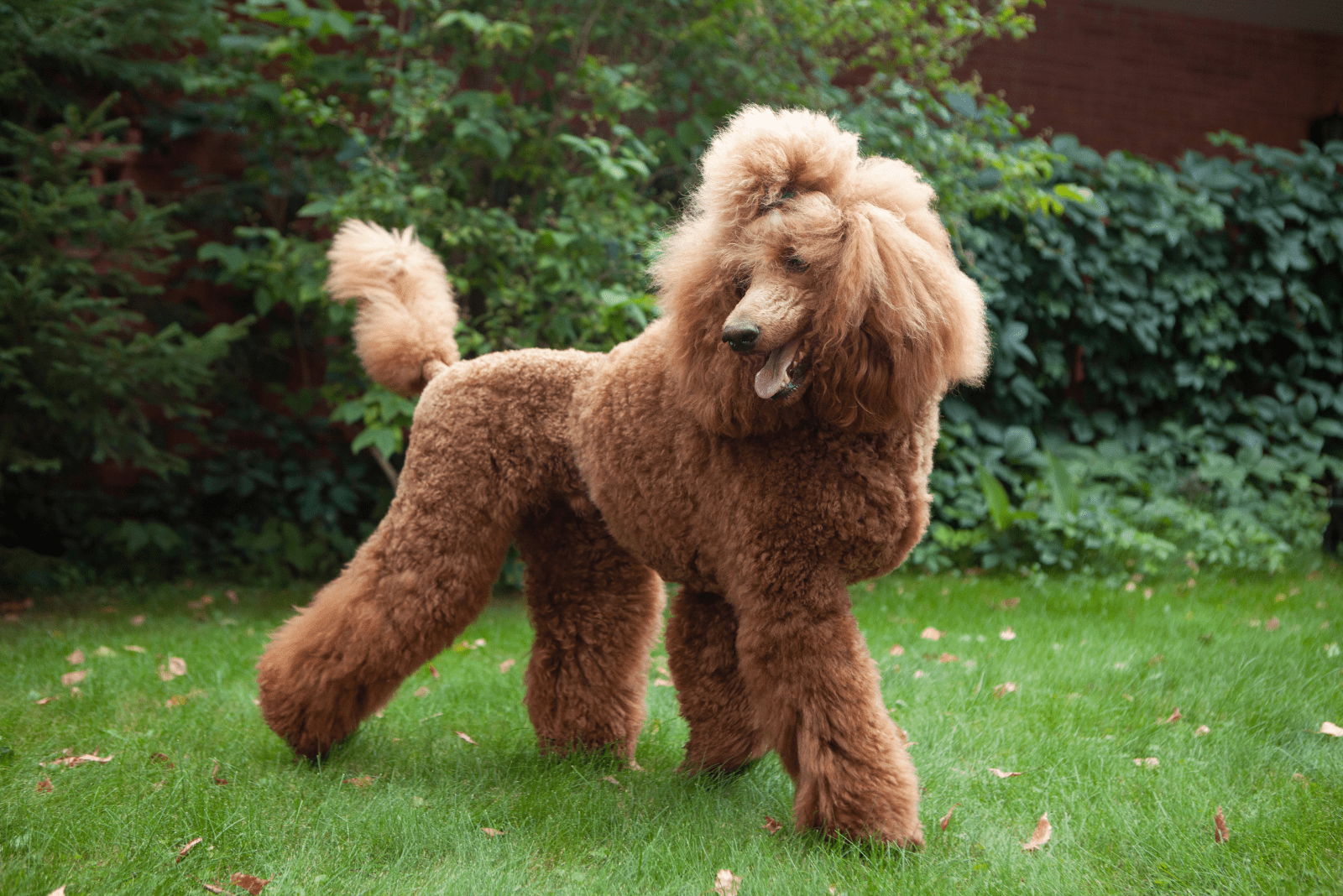 A poodle is standing on the lawn