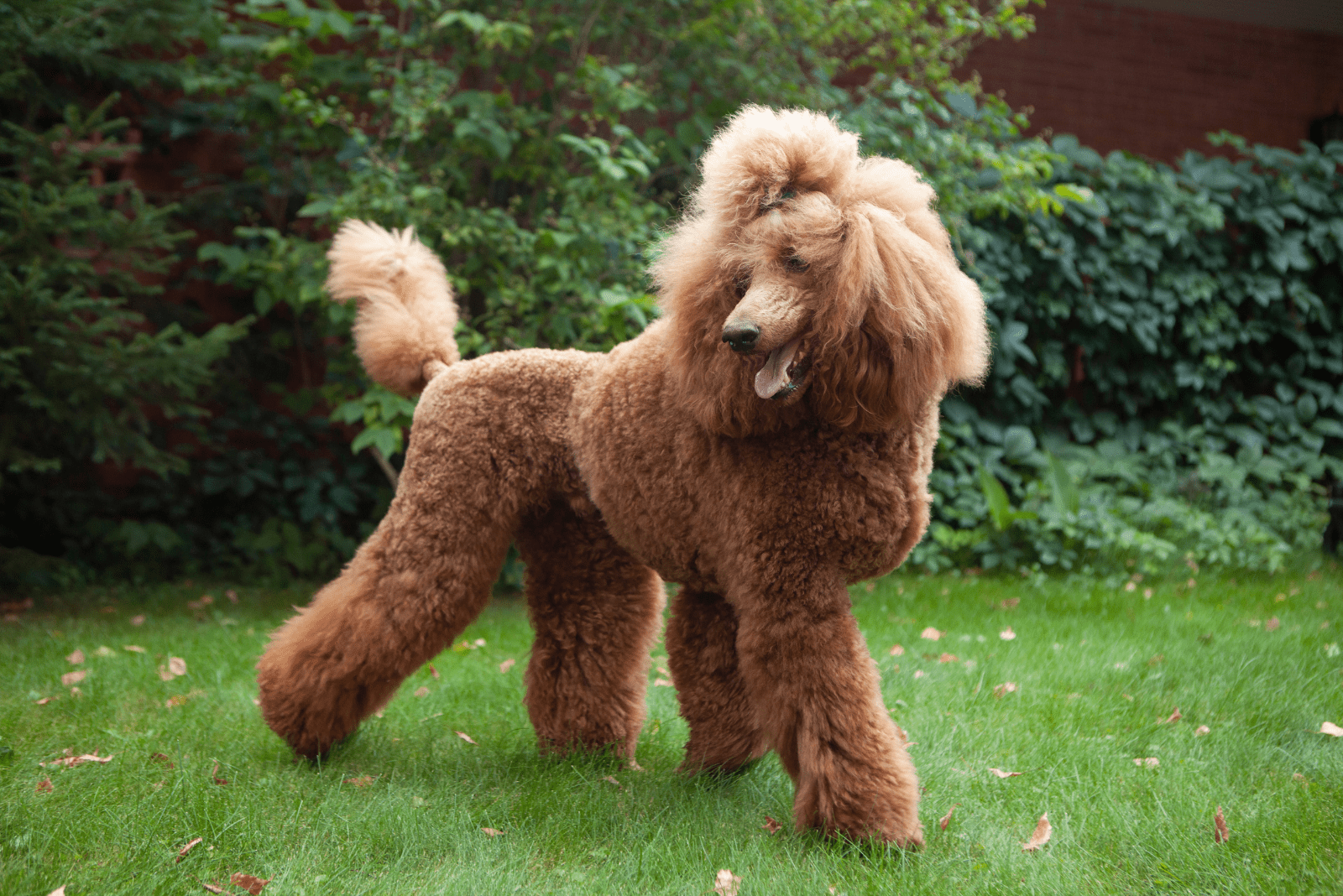 Poodle Tail Docking Depends On The Style You’re Rocking